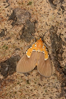 Zambian Prints: Specious Tiger Moth (Asota speciosa) adult