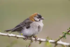 Serengeti Prints: Speckle-fronted Weaver (Sporopipes frontalis) adult