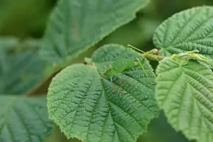 Speckled Bush-cricket (Leptophytes punctatissima) adult female, camouflaged on hazel leaf, Brittany, France, August