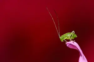 Speckled Bush-cricket (Leptophytes punctatissima) nymph, resting on geranium in garden, Belvedere, Bexley, Kent