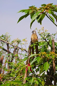 Rwandan Prints: Speckled Mousebird (Colius striatus) adult