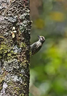 Kaeng Krachan Prints: Speckled Piculet (Picumnus innominatus malayorum) adult