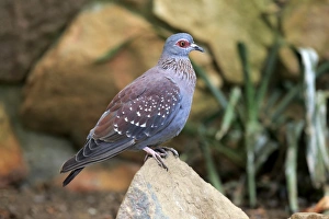 Speckled Pigeon (Columba guinea) adult, perched on rock, Simonstown, Western Cape, South Africa, December