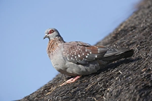 Pilanesberg Prints: Speckled Pigeon (Columba guinea) adult