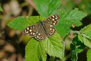 Butter Fly Prints: Speckled Wood (Parage aegeria) adult, resting on leaf, West Sussex, England, april