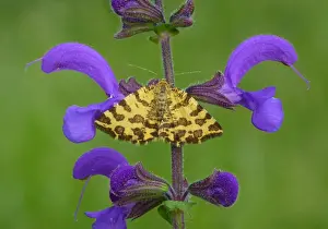 Speckled Yellow Moth (Pseudopanthera macularia) adult, resting on Meadow Clary (Salvia pratensis) flowers, Dolomites