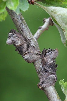 Twig Prints: Spectacle (Abrostola tripartita) two adults