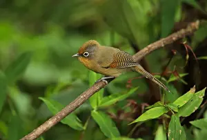 Thailand Prints: Spectacled Barwing (Actinodura ramsayi ramsayi) adult