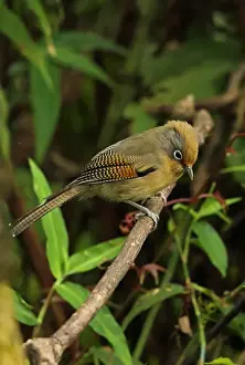 Spectacled Barwing (Actinodura ramsayi ramsayi) adult, perched on twig, Doi Lang, Doi Pha Hom Pok N. P