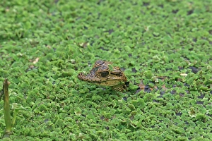 Lesser Antilles Prints: Spectacled Caiman (Caiman crocodilus) baby