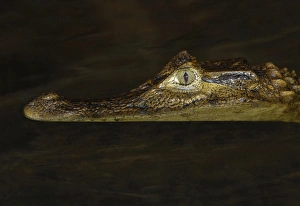 Flood Prints: Spectacled Caiman (Caiman crocodilus) immature