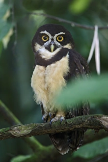 Spectacled Owl (Pulsatrix perspicillata) adult, perched on branch, near Sarapiqui River, Costa Rica, February