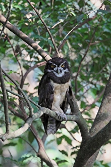 Costa Rican Prints: Spectacled Owl (Pulsatrix perspicillata) adult