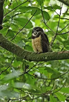 Central America Prints: Spectacled Owl (Pulsatrix perspicillata chapmani) adult