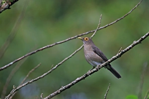 Lesser Antilles Prints: Spectacled Thrush (Turdus nudigenis) adult