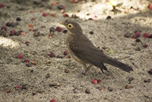 Lesser Antilles Prints: Spectacled Thrush (Turdus nudigenis) immature
