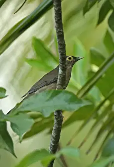 Lesser Antilles Prints: Spectacled Thrush (Turdus nudigenis nudigenis) adult