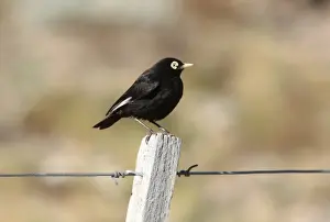 Fence Posts Prints: Spectacled Tyrant (Hymenops perspicillatus) adult male