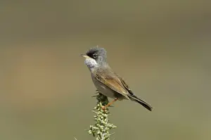Macaronesia Prints: Spectacled Warbler (Sylvia conspicillata) adult male