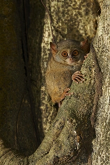 Emerge Prints: Spectral Tarsier (Tarsius tarsier) adult