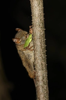 Spectral Tarsier (Tarsius tarsier) adult, feeding on katydid at night, Tangkoko Reserve, Sulawesi, Indonesia