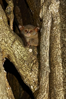 Spectral Tarsier (Tarsius tarsier) adult, sitting in tree at night, Tangkoko Reserve, Sulawesi, Indonesia