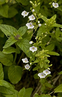 Middle East Prints: Speedwell (Veronica bozakmanii) flowering