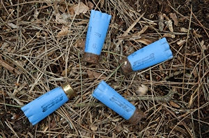 Sports Prints: Spent shotgun cartridges in woodland, Norfolk, England, june