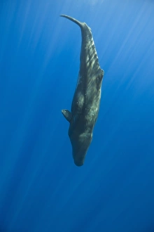 Sperm Whale, Physeter catodon, Azores, Atlantic Ocean, Portugal