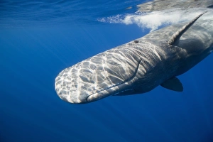 Sperm Whale, Physeter catodon, Lesser Antilles, Caribbean, Dominica