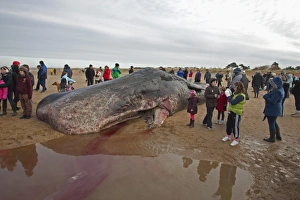 Toothed Whales Prints: Sperm Whale (Physeter macrocephalus) dead adult