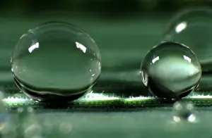 Spherical water droplets on leaf surface with high contact angle