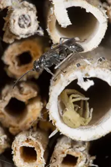 Killed Prints: Spider-hunting Wasp (Dipogon variegatus) adult female