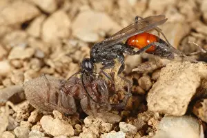 Killing Prints: Spider-hunting Wasp (Priocnemis perturbator) adult female