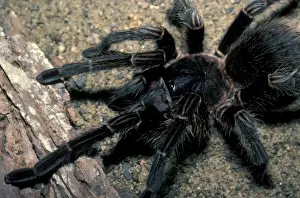 Spider Prints: Spider - Texas Cinnamon Tarantula (Eurypelma chalcodes) Close-up