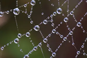 Webs Prints: Spider web covered with dew drops at dawn, Italy, november