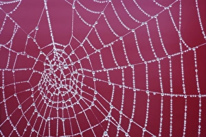 Webs Prints: Spider web, dew covered at dawn, Essex, England, december