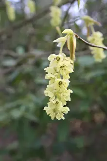 Oriental Prints: Spike Winterhazel (Corylopsis spicata) close-up of flowers