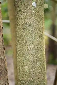 Spike Winterhazel (Corylopsis spicata) close-up of stem, growing as ornamental in woodland, Thornham Estate