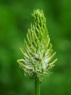 Nectar Prints: Spiked Rampion (Phyteuma spicatum) close-up of flowerspike
