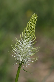 Spiked Rampion (Phyteuma spicatum) flowerspike, Pyrenees, Ariege, France, may