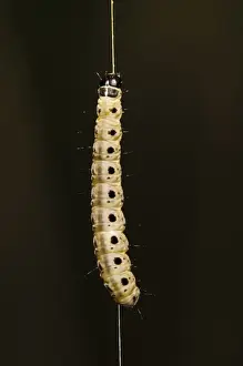 Spindle Ermine (Yponomeuta cagnagella) caterpillar, dangling on silken thread, Bexley, Kent, England, May