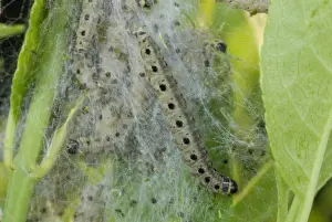 Protects Prints: Spindle Ermine (Yponomeuta cagnagella) caterpillars