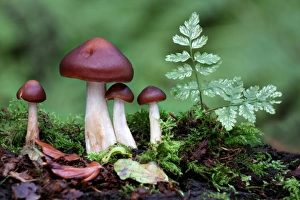 Spindle Shank (Collybia fusipes) fruiting bodies, growing on dead wood, Leicestershire, England, september