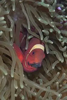 Sheltering Prints: Spinecheek Anemonefish (Premnas biaculeatus) adult