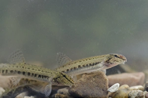 Gravel Prints: Spined Loach (Cobitis taenia) adult pair