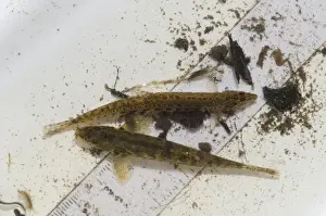 Studying Prints: Spined Loach (Cobitis taenia) and (Noemacheilus barbatulus) adults