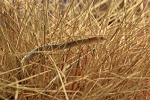 Spinifex Legless Lizard (Delma nasuta) adult, climbing amongst dry stems in desert, Outback, Northern Territory, Australia