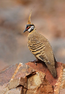 Pigeon Prints: Spinifex Pigeon (Geophaps plumifera) adult