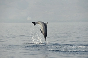 Jump Prints: Spinner Dolphin (Stenella longirostris) adult